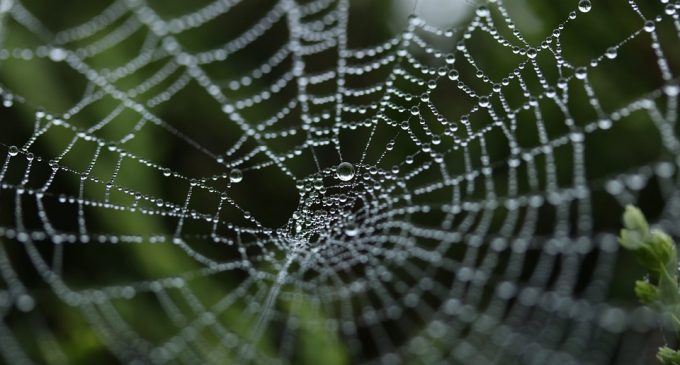 Making biological drugs with spider silk protein