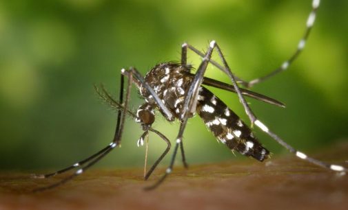 Promising Preclinical Results of Zika Virus Vaccine